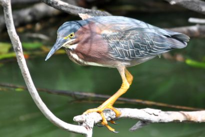 Gruenreiher_ Florida_DSC_0691
